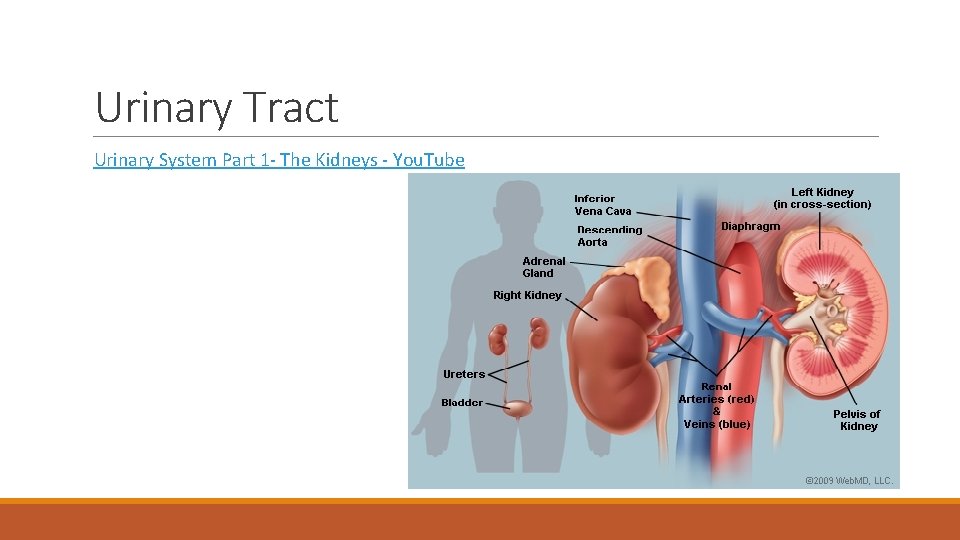 Urinary Tract Urinary System Part 1 - The Kidneys - You. Tube 