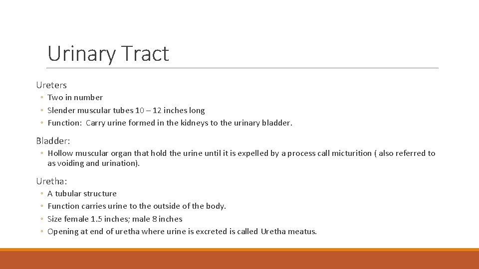 Urinary Tract Ureters ◦ Two in number ◦ Slender muscular tubes 10 – 12