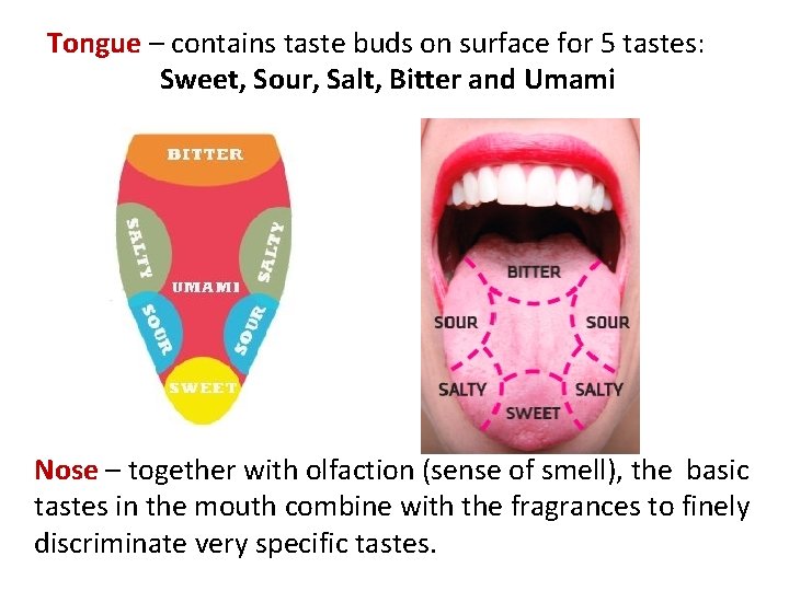 Tongue – contains taste buds on surface for 5 tastes: Sweet, Sour, Salt, Bitter