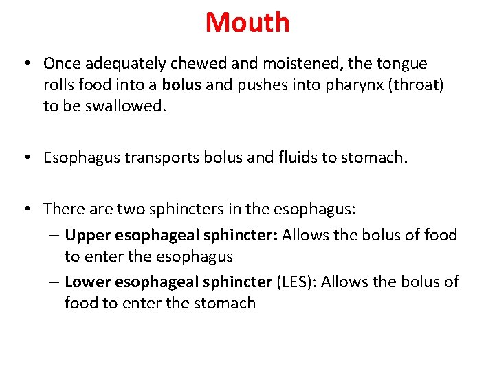 Mouth • Once adequately chewed and moistened, the tongue rolls food into a bolus