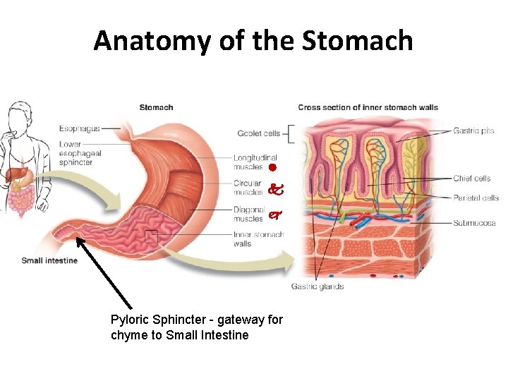 Anatomy of the Stomach Pyloric Sphincter - gateway for chyme to Small Intestine 