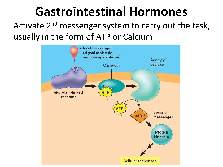 Gastrointestinal Hormones Activate 2 nd messenger system to carry out the task, usually in