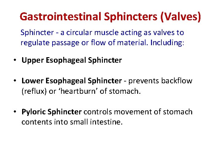 Gastrointestinal Sphincters (Valves) Sphincter - a circular muscle acting as valves to regulate passage