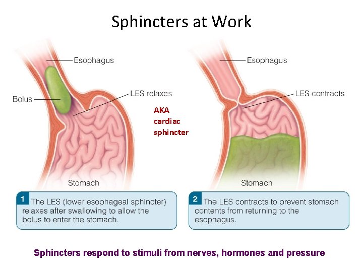 Sphincters at Work AKA cardiac sphincter Sphincters respond to stimuli from nerves, hormones and