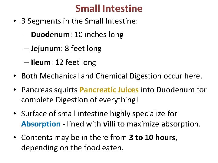 Small Intestine • 3 Segments in the Small Intestine: – Duodenum: 10 inches long