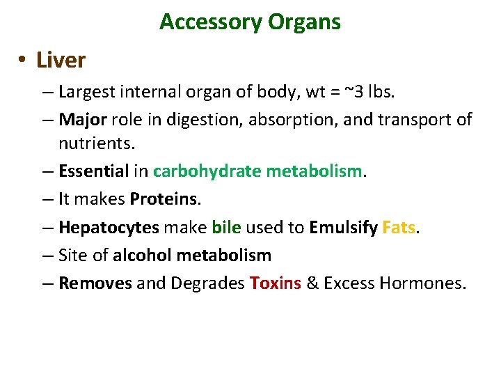 Accessory Organs • Liver – Largest internal organ of body, wt = ~3 lbs.