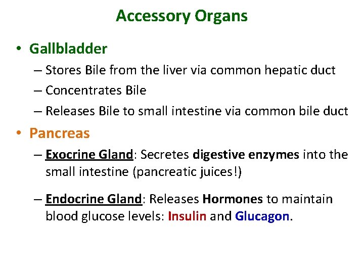 Accessory Organs • Gallbladder – Stores Bile from the liver via common hepatic duct