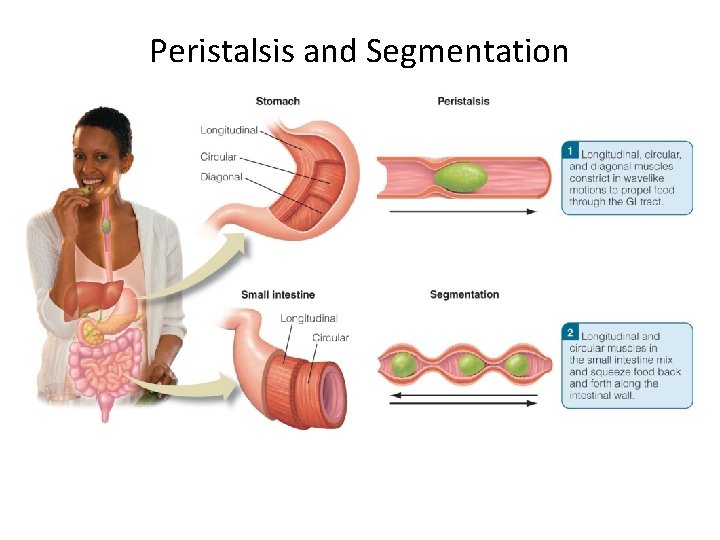 Peristalsis and Segmentation 