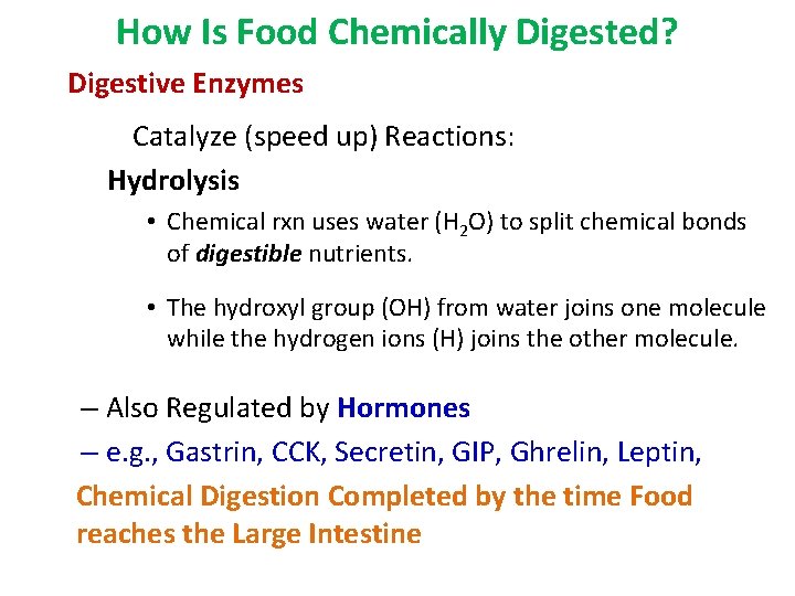 How Is Food Chemically Digested? Digestive Enzymes Catalyze (speed up) Reactions: Hydrolysis • Chemical