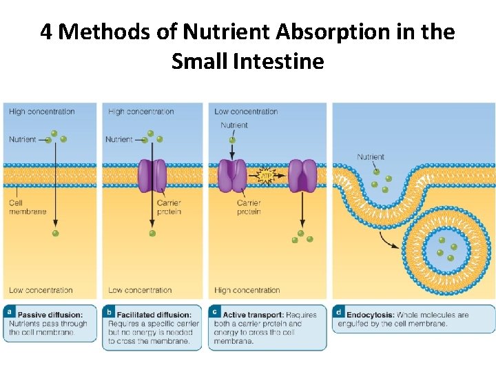 4 Methods of Nutrient Absorption in the Small Intestine 