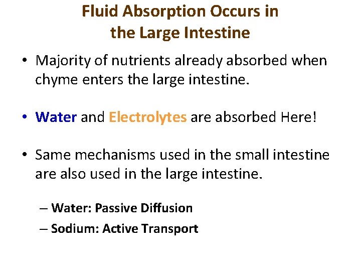 Fluid Absorption Occurs in the Large Intestine • Majority of nutrients already absorbed when