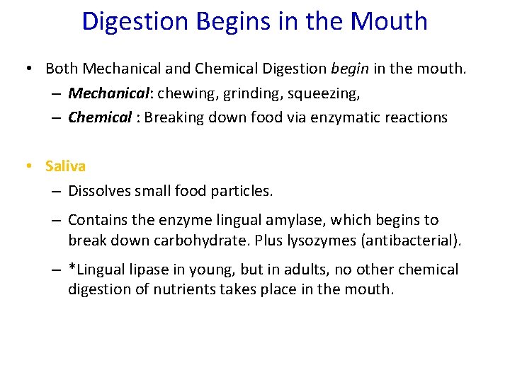 Digestion Begins in the Mouth • Both Mechanical and Chemical Digestion begin in the