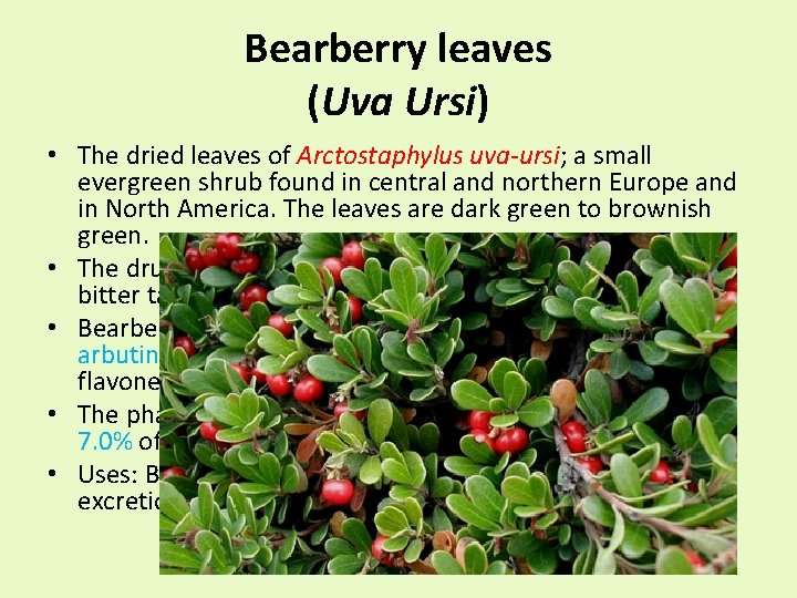 Bearberry leaves (Uva Ursi) • The dried leaves of Arctostaphylus uva-ursi; a small evergreen