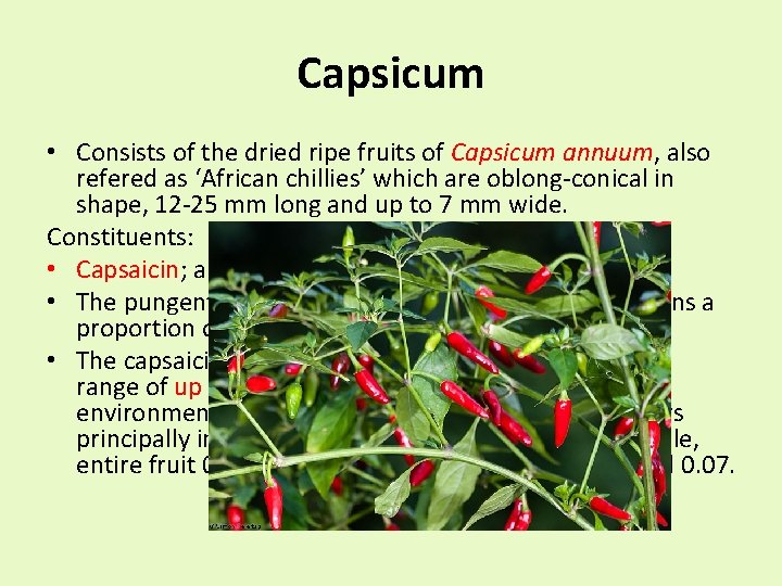 Capsicum • Consists of the dried ripe fruits of Capsicum annuum, also refered as