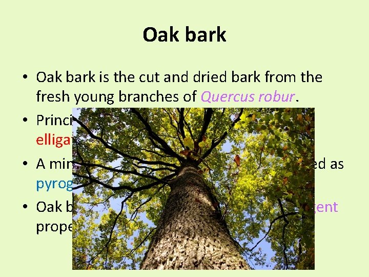 Oak bark • Oak bark is the cut and dried bark from the fresh