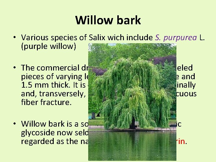 Willow bark • Various species of Salix wich include S. purpurea L. (purple willow)