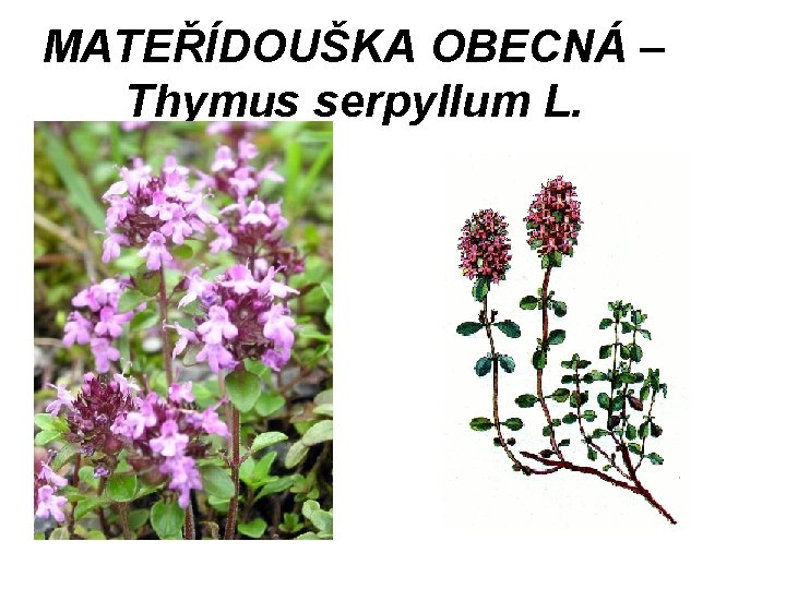 MATEŘÍDOUŠKA OBECNÁ – Thymus serpyllum L. 