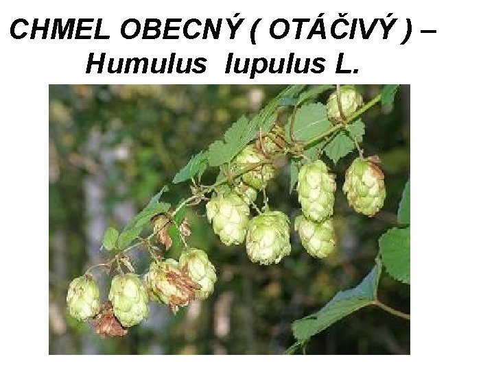 CHMEL OBECNÝ ( OTÁČIVÝ ) – Humulus lupulus L. CHMEL OBECNÝ ( OTÁČIVÝ ) – Humulus lupulus L.