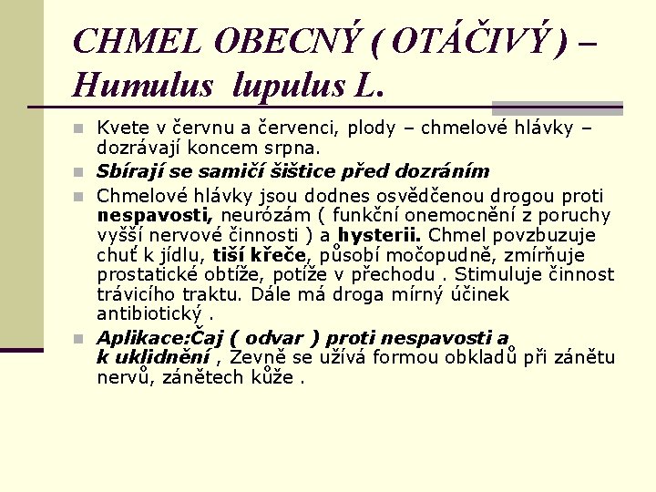 CHMEL OBECNÝ ( OTÁČIVÝ ) – Humulus lupulus L. n Kvete v červnu a