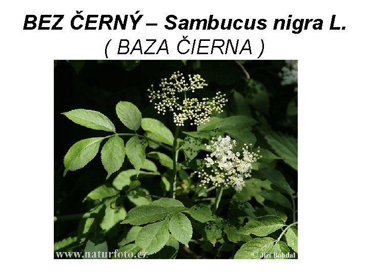 BEZ ČERNÝ – Sambucus nigra L. ( BAZA ČIERNA ) 