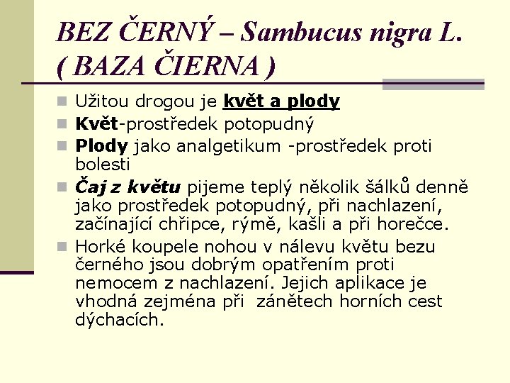 BEZ ČERNÝ – Sambucus nigra L. ( BAZA ČIERNA ) n Užitou drogou je