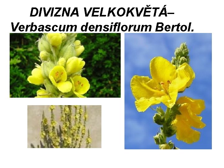 DIVIZNA VELKOKVĚTÁ– Verbascum densiflorum Bertol. DIVIZNA VELKOKVĚTÁ– Verbascum densiflorum Bertol.