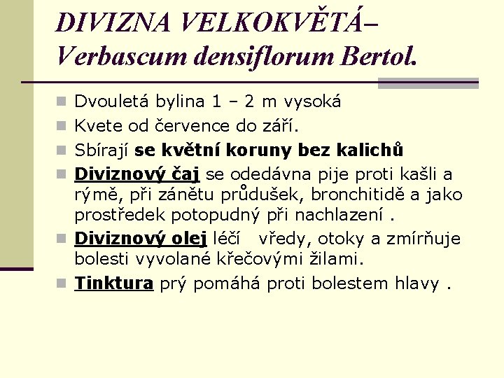 DIVIZNA VELKOKVĚTÁ– Verbascum densiflorum Bertol. n Dvouletá bylina 1 – 2 m vysoká n