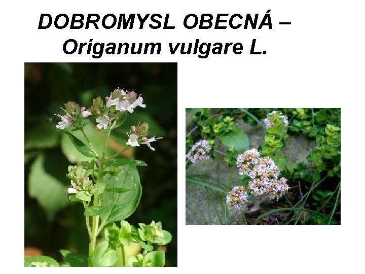 DOBROMYSL OBECNÁ – Origanum vulgare L. 