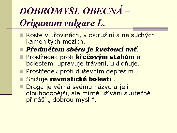 DOBROMYSL OBECNÁ – Origanum vulgare L. n Roste v křovinách, v ostružiní a na