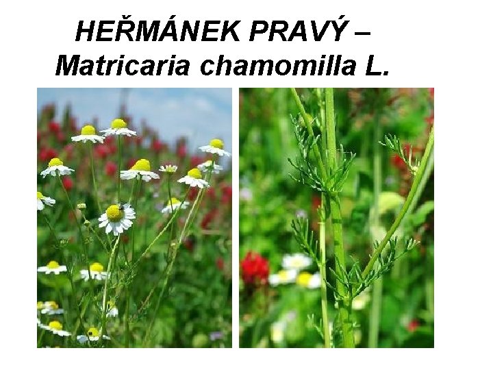 HEŘMÁNEK PRAVÝ – Matricaria chamomilla L. 