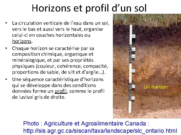 Horizons et profil d’un sol • La circulation verticale de l’eau dans un sol,