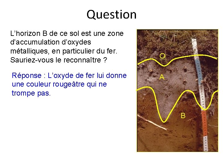 Question L’horizon B de ce sol est une zone d’accumulation d’oxydes métalliques, en particulier