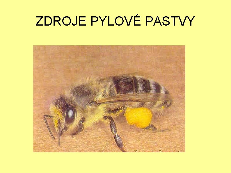 ZDROJE PYLOVÉ PASTVY 