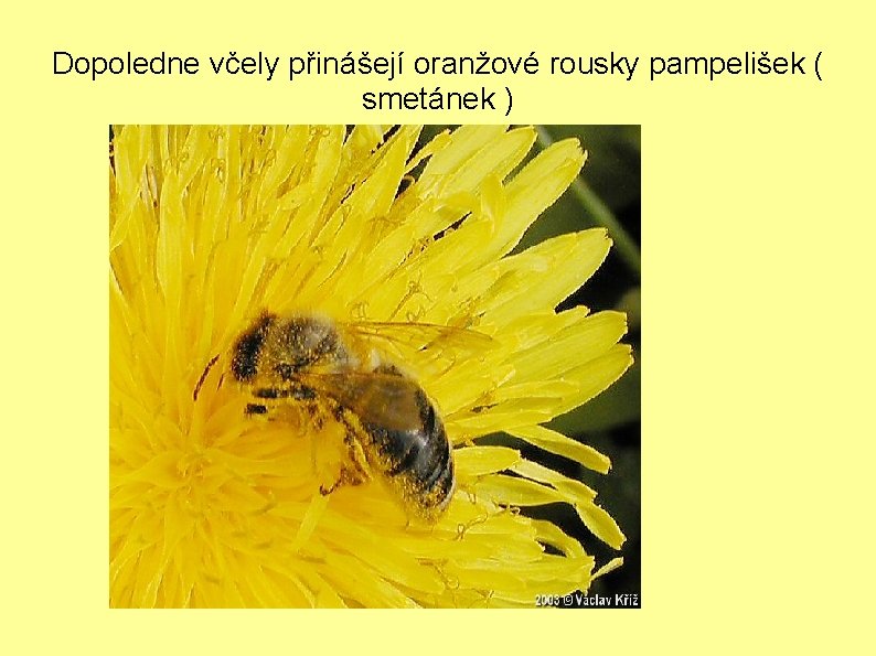 Dopoledne včely přinášejí oranžové rousky pampelišek ( smetánek ) 