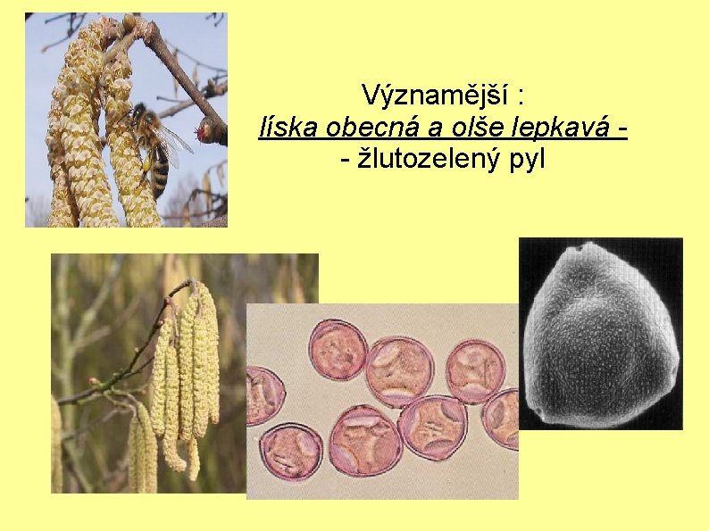 Významější : líska obecná a olše lepkavá - žlutozelený pyl 