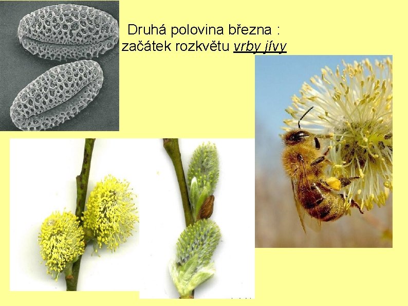 Druhá polovina března : začátek rozkvětu vrby jívy 