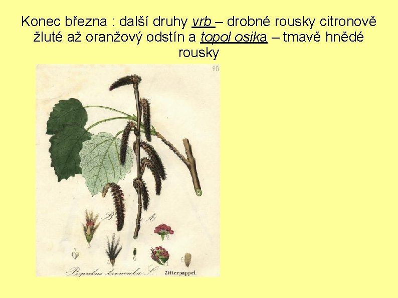 Konec března : další druhy vrb – drobné rousky citronově žluté až oranžový odstín