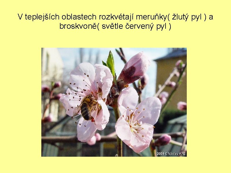 V teplejších oblastech rozkvétají meruňky( žlutý pyl ) a broskvoně( světle červený pyl )