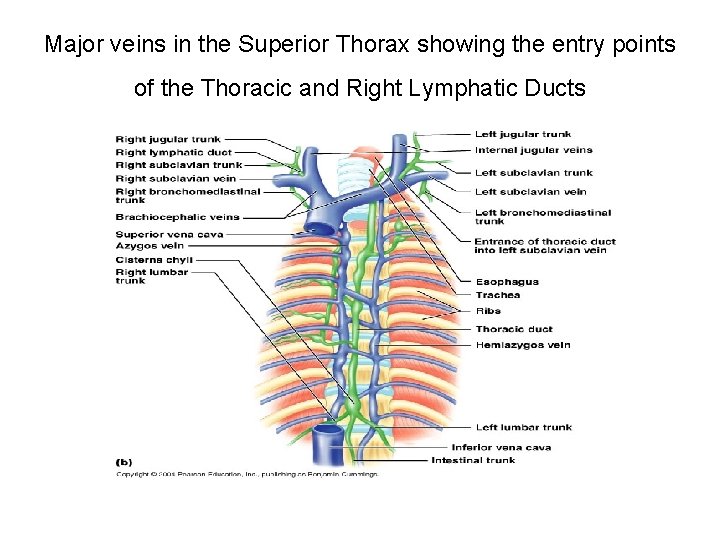 Major veins in the Superior Thorax showing the entry points of the Thoracic and