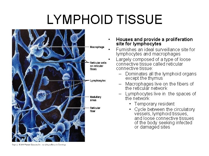 LYMPHOID TISSUE • • • Houses and provide a proliferation site for lymphocytes Furnishes