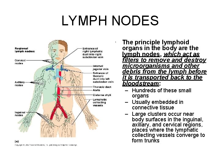 LYMPH NODES • The principle lymphoid organs in the body are the lymph nodes,