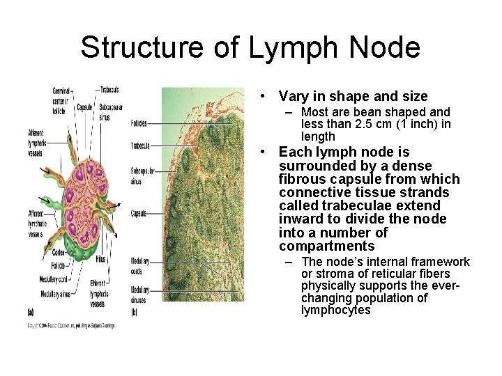 Structure of Lymph Node • Vary in shape and size – Most are bean