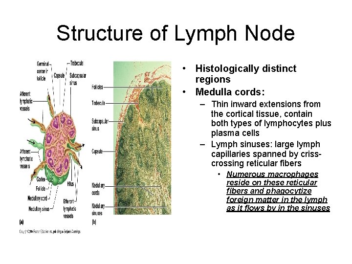 Structure of Lymph Node • Histologically distinct regions • Medulla cords: – Thin inward