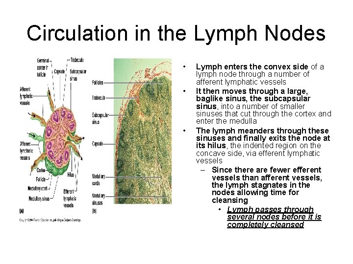 Circulation in the Lymph Nodes • • • Lymph enters the convex side of