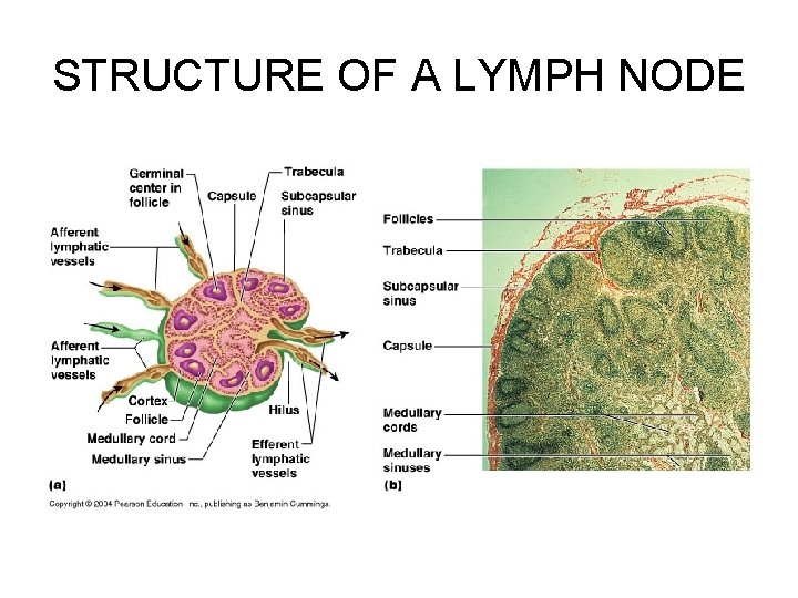 STRUCTURE OF A LYMPH NODE 