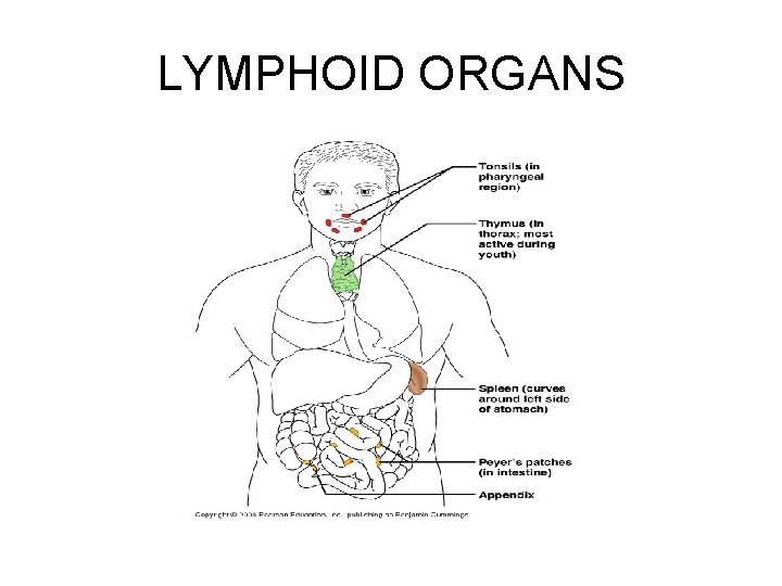 LYMPHOID ORGANS 