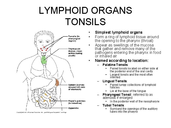 LYMPHOID ORGANS TONSILS • • Simplest lymphoid organs Form a ring of lymphoid tissue