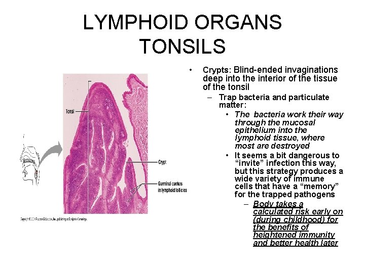 LYMPHOID ORGANS TONSILS • Crypts: Blind-ended invaginations deep into the interior of the tissue