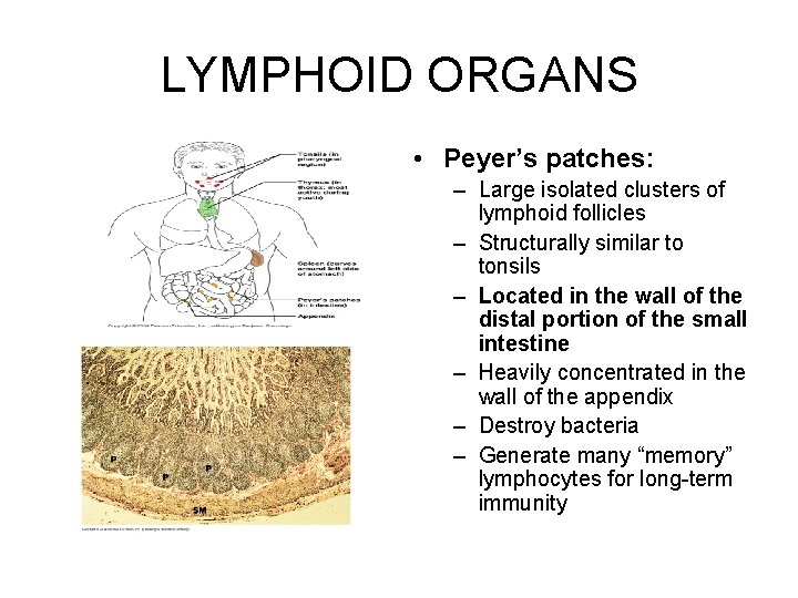 LYMPHOID ORGANS • Peyer’s patches: – Large isolated clusters of lymphoid follicles – Structurally