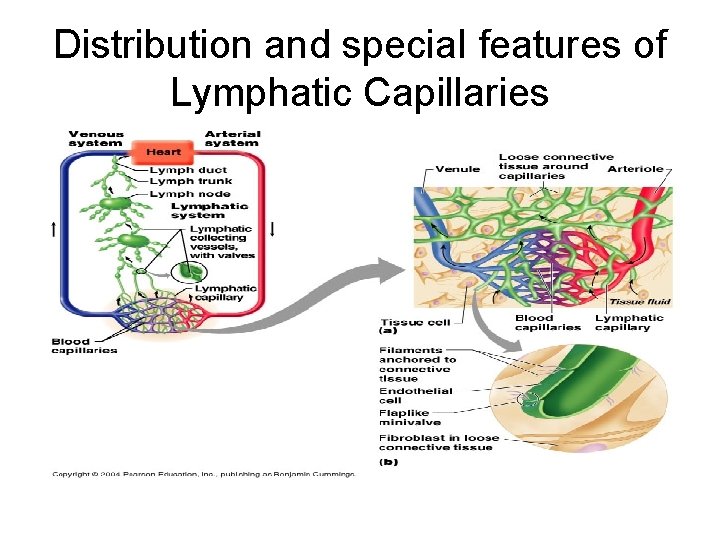 Distribution and special features of Lymphatic Capillaries 